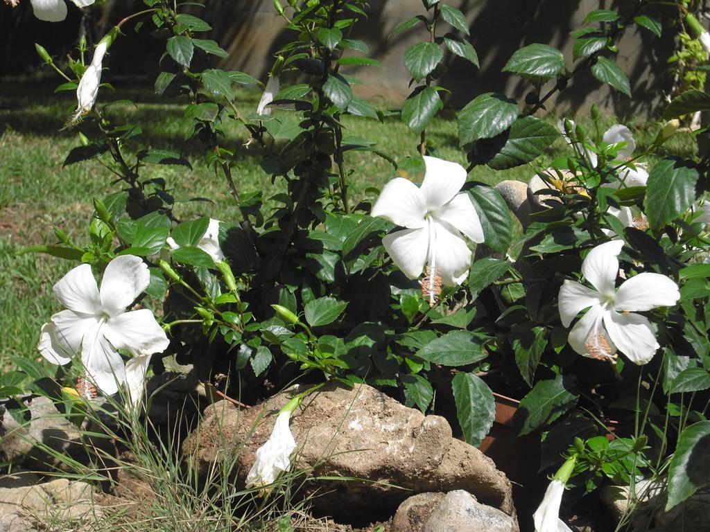 B&B Hibiscus Capoterra Zewnętrze zdjęcie