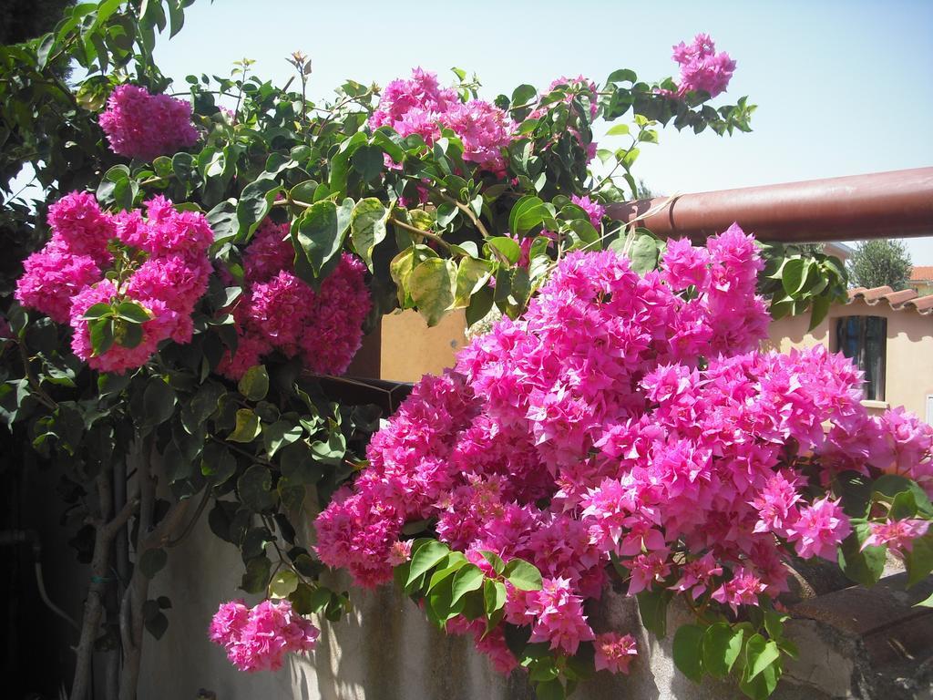 B&B Hibiscus Capoterra Zewnętrze zdjęcie