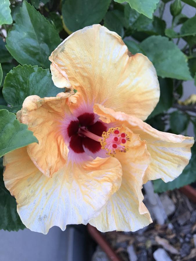 B&B Hibiscus Capoterra Zewnętrze zdjęcie