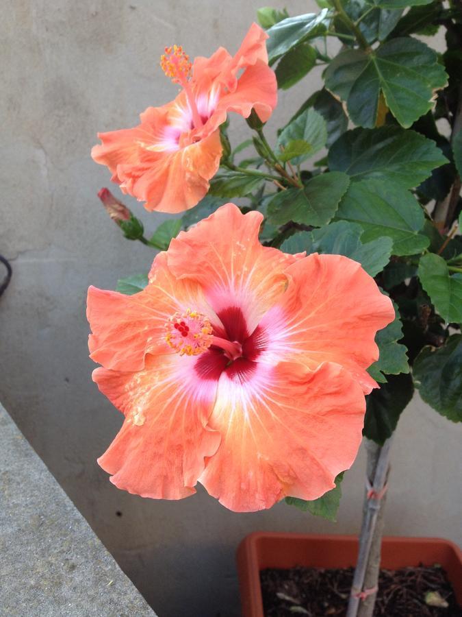 B&B Hibiscus Capoterra Zewnętrze zdjęcie